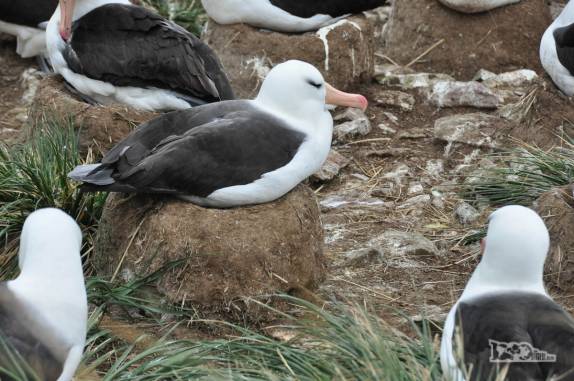 Um albatroz-de-sobrancelha choca seu ovo em Steeple Jason, no noroeste das Ilhas Malvinas